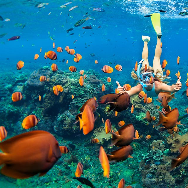 diver in the sea surrounded by tropical fish